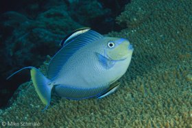 Bignose unicornfish (Naso viamingii) being cleaned by a pair of bluestreak cleaner wrasses (Labroides dimidiatus), Wakatobi, Indonesia. © Mike Schmale, All Rights Reserved.