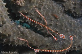 School of ringed pipefish (Doryrhamphus dactyliophonus) Gilli Islands, Indonesia. © Mike Schmale, All Rights Reserved.