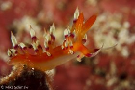 Flabellina nudibranch (Flabellina exoptata) rears up on a sponge, Wakatobi, Indonesia. © Mike Schmale, All Rights Reserved.