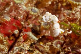 A Colman’s pygmy seahorse (undescribed Hippocampus species) holding on among stalked hydroids, Wakatobi, Indonesia. © Mike Schmale, All Rights Reserved.