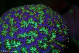Small reef coral showing a myriad of fluorescent colors at night when illuminated with fluor filtered light, Wakatobi, Indonesia. © Mike Schmale, All Rights Reserved.