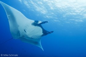 Manta ray soaring overhead near Isabela Island, Galapagos. © Mike Schmale, All Rights Reserved.