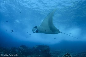 Manta ray swimming alongside at Tortuga Island, Galapagos. © Mike Schmale, All Rights Reserved.