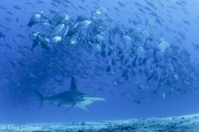 Scalloped hammerhead swimming under a school of jacks, Galapagos Islands. © Mike Schmale, All Rights Reserved.