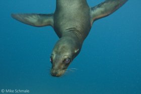 A friendly Galapagos sea lion comes by to check out the divers at Quatro Hermanos, Galapagos. © Mike Schmale, All Rights Reserved.