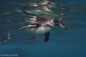 Galapagos penguins passing by near Floreana Island, Galapagos. © Mike Schmale, All Rights Reserved.