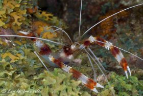 A common cleaner shrimp, the banded coral shrimp, Stenopus hispidus, from St. Vincent. © Linda Ianniello, All Rights Reserved.