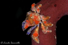 A cryptic teardrop crab, Pelia mutica, from a night dive in St. Vincent. © Linda Ianniello, All Rights Reserved.