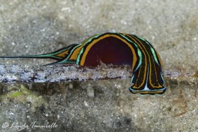 Chelidonura hirundina from Lake Worth Lagoon. © Linda Ianniello, All Rights Reserved.