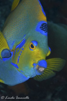 Queen angelfish with a mouthful of sponge, Holacanthus ciliaris, from Bonaire. © Linda Ianniello, All Rights Reserved.