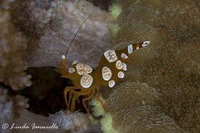 Squat shrimp (Thor amboinensis) from Indonesia, often found in groups on anemones, head down with their tails held vertically. © Linda Ianniello, All Rights Reserved.