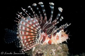 Lionfish from Lembeh Strait, Indonesia, posing for the camera. © Linda Ianniello, All Rights Reserved.