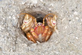 Scary-looking Thalassinidean shrimp (Corallianassa longiventris) from lake Worth Lagoon, FL. © Linda Ianniello, All Rights Reserved.