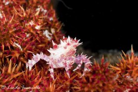 Soft coral crab - Hoplophrys oatesii - from Gangga Island, Indonesia. It associates with red soft corals. © Linda Ianniello, All Rights Reserved.