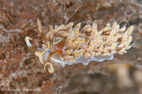Dondice occidentalis nudibranch from Lake Worth Lagoon, FL. © Linda Ianniello, All Rights Reserved.