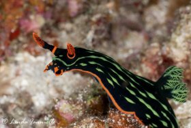 Nembrotha kubaryana nudibranch from Indonesia, scenting its food (tunicates). © Linda Ianniello, All Rights Reserved.