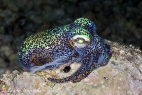 Berry's bobtail squid (Euprymna berryi) found during a night dive at Gangga Island, Indonesia. © Linda Ianniello, All Rights Reserved.
