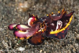 Flamboyant cuttlefish (Metasepia pfefferi) from Lembeh Strait, Indonesia. © Linda Ianniello, All Rights Reserved.