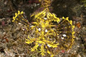 Lacey scorpionfish (Rhinopias aphanes) from Lembeh Strait, Indonesia. © Linda Ianniello, All Rights Reserved.