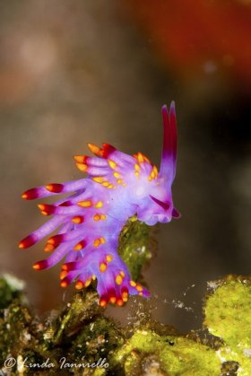 Cuthona sibogae nudibranch, which feeds on hydroids, from Lembeh Strait, Indonesia. © Linda Ianniello, All Rights Reserved.