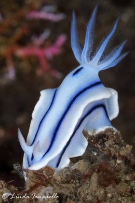 Chromodoris lochi nudibranch from Lembeh Strait, Indonesia. © Linda Ianniello, All Rights Reserved.