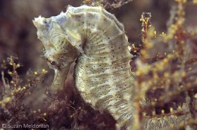 White Seahorse, West Palm Beach. © Suzan Meldonian, All Rights Reserved.