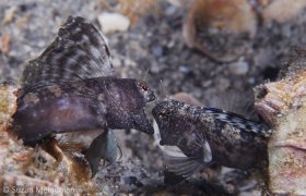 Two sailfin blennies fight for mating rights, West Palm Beach. © Suzan Meldonian, All Rights Reserved.