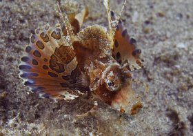 Juvenile Sea Robin, spotted by my dive buddy, Judy Townsend (alias eagle eyes). © Suzan Meldonian, All Rights Reserved.
