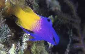 Fairy Basslet, Key Largo. © Suzan Meldonian, All Rights Reserved.