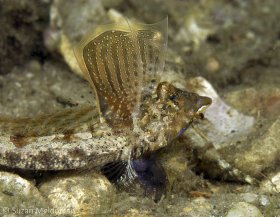 Lancer’s Dragonet, male displaying. These fellows fan their dorsal fin which has an ornate design on it. © Suzan Meldonian, All Rights Reserved.
