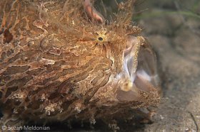 Striated Frogfish Inhaling. © Suzan Meldonian, All Rights Reserved.