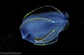 The Abyss (Beroes Comb Jelly). © Suzan Meldonian, All Rights Reserved.