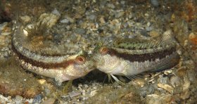 Seaweed Blennies fighting or locked in a kiss. Hard to tell. Must be a love hate relationship! © Suzan Meldonian, All Rights Reserved.