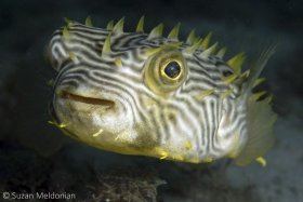 Striped Burrfish. I think these are the weirdest and coolest looking fish of all. Gentle and shy, don’t put your finger in front of them, as they won’t waste a second taking a chomp! © Suzan Meldonian, All Rights Reserved.