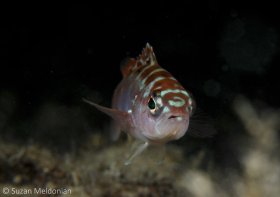 Chalk Bass. © Suzan Meldonian, All Rights Reserved.