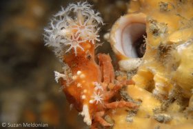 Decorator Crab. This is my little punk rocker dude. I find it fascinating that there will be entire areas devoted to decorator crabs. I sincerely believe there’s an underwater culture to see who can out-do the next! © Suzan Meldonian, All Rights Reserved.