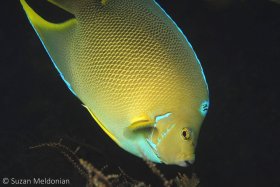 Hybrid Angel: The bridge is known to have some strange versions of angel fish. Per George Burgess, hybrids are a mix of Blue angels and Queen Angels. Unfortunately the hybrid is not able to breed. © Suzan Meldonian, All Rights Reserved.