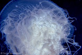 Hydromedusa Jellyfish. © Suzan Meldonian, All Rights Reserved.