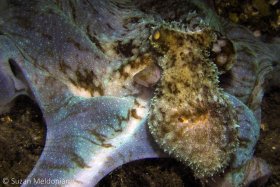 Octopus hunting at night. © Suzan Meldonian, All Rights Reserved.