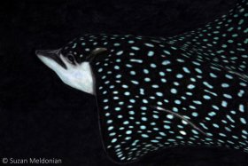 Spotted Eagle Ray. I’ve tried for years to photograph these animals. Quite elusive to humans, murder to keep up with, so I slowed down and everything went into slow motion. © Suzan Meldonian, All Rights Reserved.