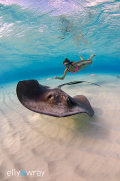 Stingray. © Elly Wray, All Rights Reserved.