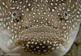 Southern Stargazer. © Suzan Meldonian, All Rights Reserved.