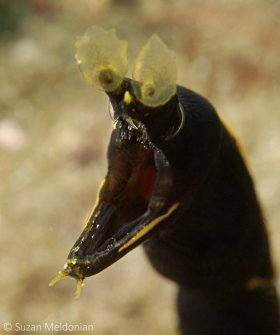 Blue Ribbon eel juvenile, Rhinomuraena quaesita, The Blue Ribbon eel begins as a jet black eel with a yellow dorsal fin. The all yellow is a female. Anilao, Philippines. © Suzan Meldonian, All Rights Reserved.