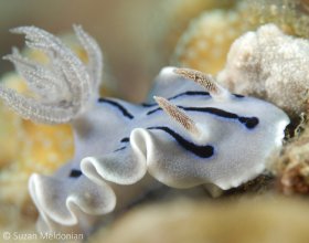 Chromodoris Lochi nudibranch, Anilao, Philippines. © Suzan Meldonian, All Rights Reserved.