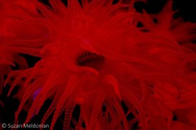 Cup Coral, this brilliant red was its actual color, found on a night dive, Anilao, Philippines. © Suzan Meldonian, All Rights Reserved.