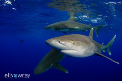 Whitetip Trio. © Elly Wray, All Rights Reserved.