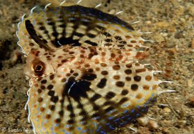 Flying Helmut Gurnard-young, Dactyloptena orientalis let’s call this one a teenager. It is not a juvenile and it is not a fully developed adult. Anilao, Philippines. © Suzan Meldonian, All Rights Reserved.