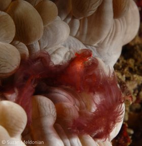 Orangutan Crab on Bubble coral, Oncinopus sp. Anilao, Philippines. © Suzan Meldonian, All Rights Reserved.