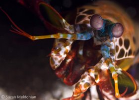 Peacock Mantis Shrimp-charging the camera actually, Odontodactylus scyllarus, Anilao, Philippines. © Suzan Meldonian, All Rights Reserved.