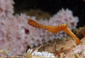 Plumed Shrimp, also called the Donald Duck Shrimp, Anilao, Philippines. © Suzan Meldonian, All Rights Reserved.